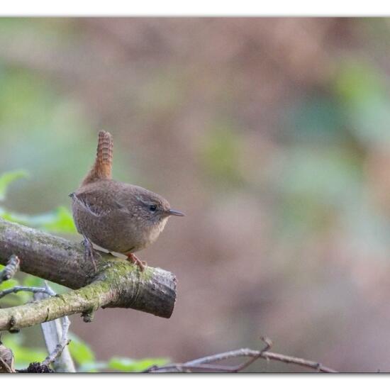 Eurasian Wren: Animal in habitat Backyard in the NatureSpots App