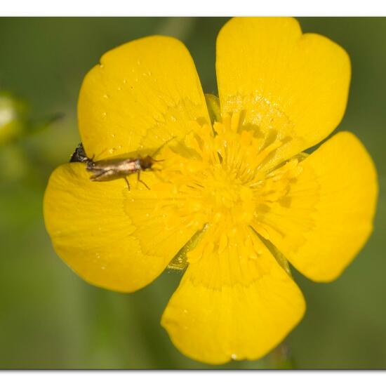 Micropterix calthella: Animal in nature in the NatureSpots App