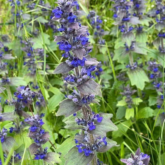 Ajuga genevensis: Plant in habitat Riparian forest in the NatureSpots App