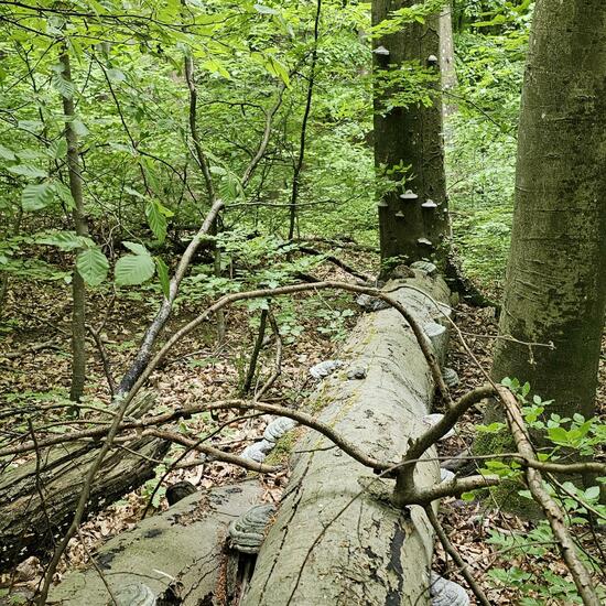 Fomes fomentarius: Mushroom in habitat Riparian forest in the NatureSpots App