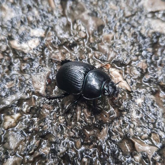 Waldmistkäfer: Tier in der Natur in der NatureSpots App