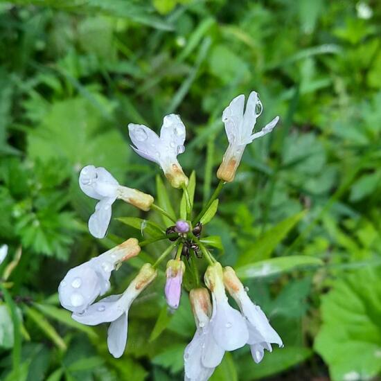 Cardamine bulbifera: Plant in nature in the NatureSpots App