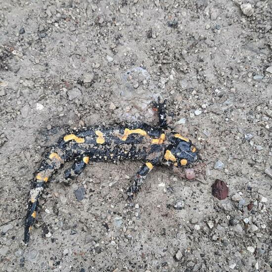 Fire salamander: Animal in habitat Temperate forest in the NatureSpots App