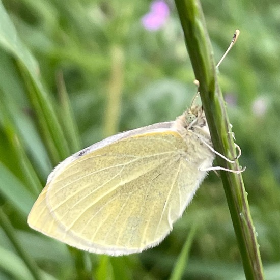 Pieris rapae: Animal in habitat Semi-natural grassland in the NatureSpots App