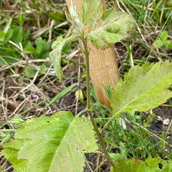 Sorbus torminalis: Plant in habitat Garden in the NatureSpots App