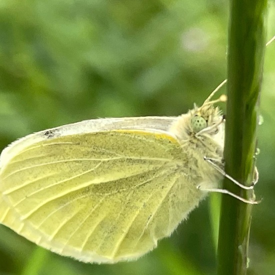 Pieris rapae: Animal in habitat Semi-natural grassland in the NatureSpots App