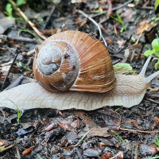 Helix pomatia: Animal in nature in the NatureSpots App