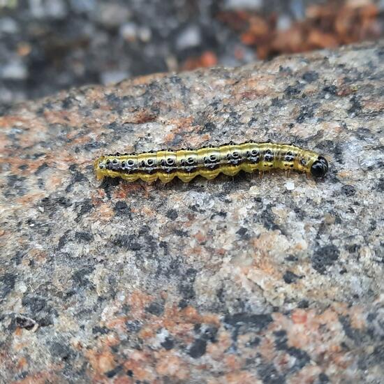 Buchsbaumzünsler: Tier in der Natur in der NatureSpots App