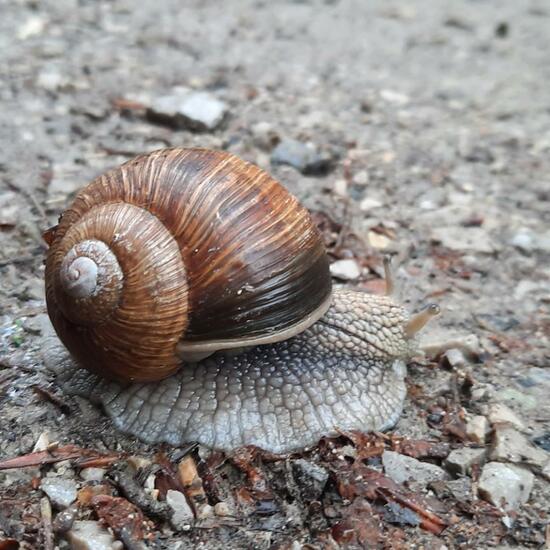 Helix pomatia: Animal in nature in the NatureSpots App