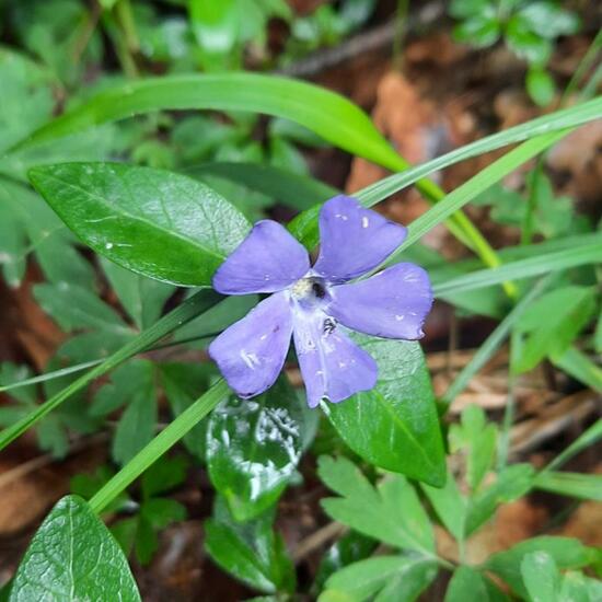 Lesser periwinkle: Plant in habitat Temperate forest in the NatureSpots App