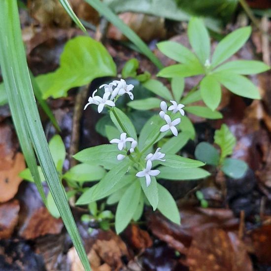 Galium odoratum: Plant in nature in the NatureSpots App