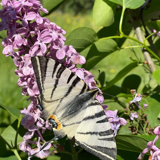 Scarce Swallowtail: Animal in habitat Garden in the NatureSpots App