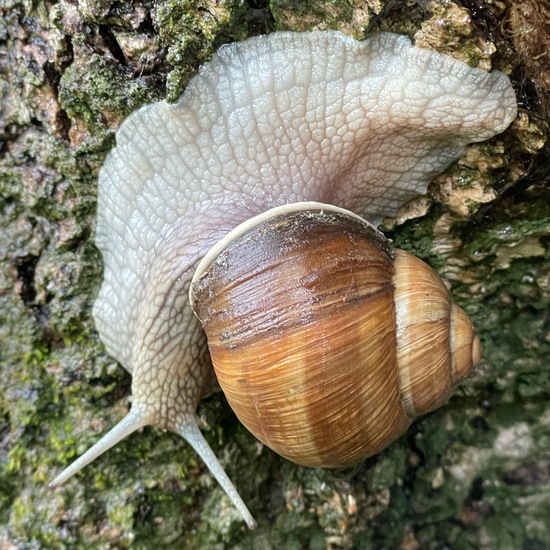 Helix pomatia: Animal in habitat Temperate forest in the NatureSpots App