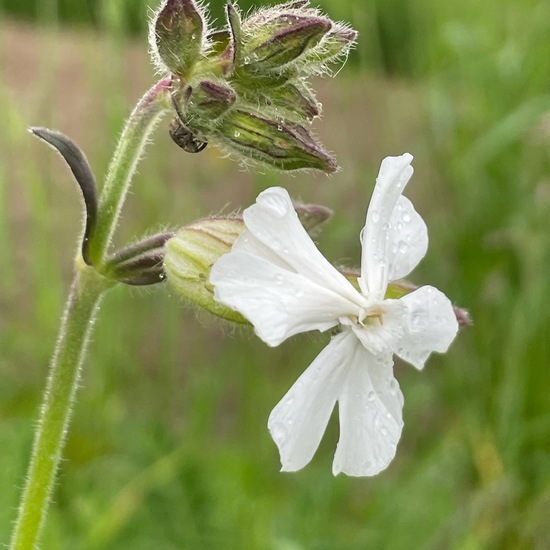 another species: Plant in habitat Buffer strip in the NatureSpots App