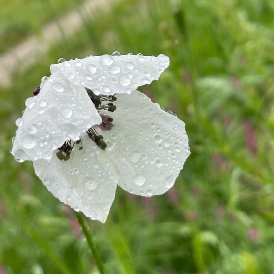 Papaver hybridum: Plant in habitat Buffer strip in the NatureSpots App