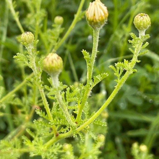 Cota austriaca: Plant in habitat Buffer strip in the NatureSpots App