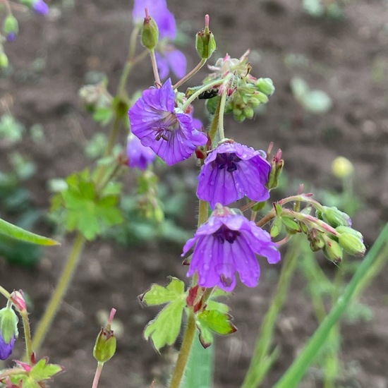 Geranium pyrenaicum: Plant in habitat Buffer strip in the NatureSpots App