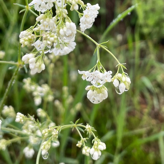 Galium glaucum: Plant in habitat Buffer strip in the NatureSpots App