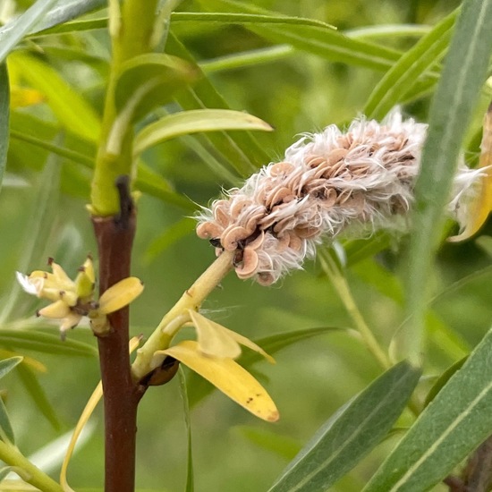 Salix viminalis: Plant in habitat Garden in the NatureSpots App