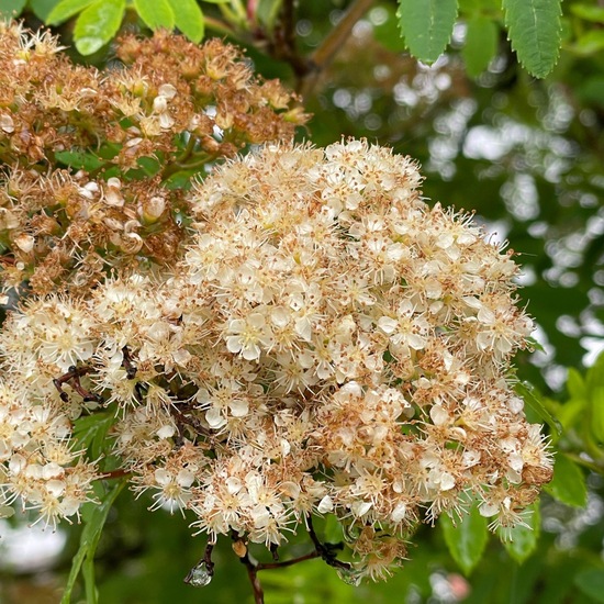 Sorbus aucuparia: Plant in habitat City or Urban habitat in the NatureSpots App