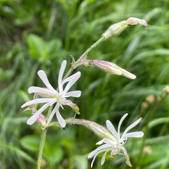 Nottingham catchfly: Plant in habitat Grassland in the NatureSpots App