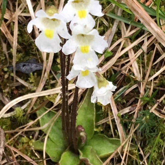 Pinguicula alpina: Plant in habitat Temperate forest in the NatureSpots App