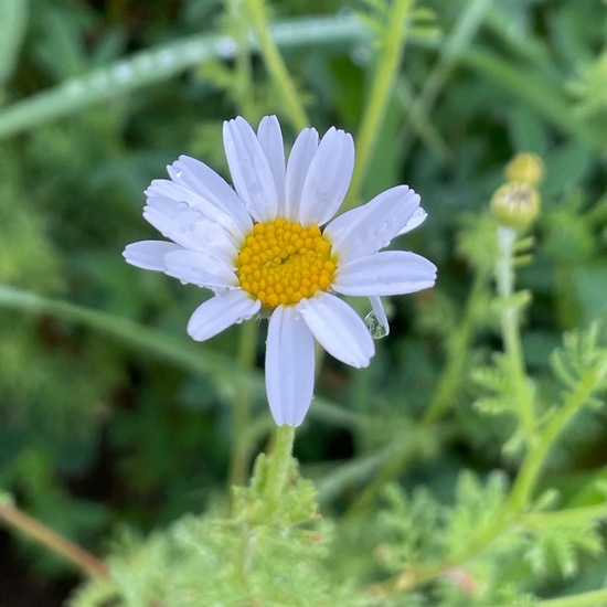 Cota austriaca: Plant in habitat Buffer strip in the NatureSpots App