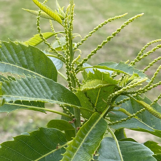 Castanea sativa: Plant in habitat Garden in the NatureSpots App