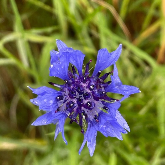 Centaurea cyanus: Plant in habitat Buffer strip in the NatureSpots App