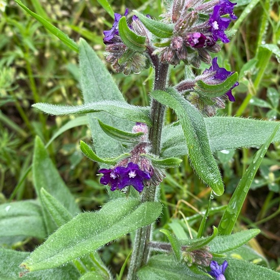 another species: Plant in habitat Buffer strip in the NatureSpots App