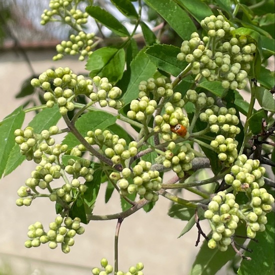 Sorbus aucuparia: Plant in habitat City or Urban habitat in the NatureSpots App