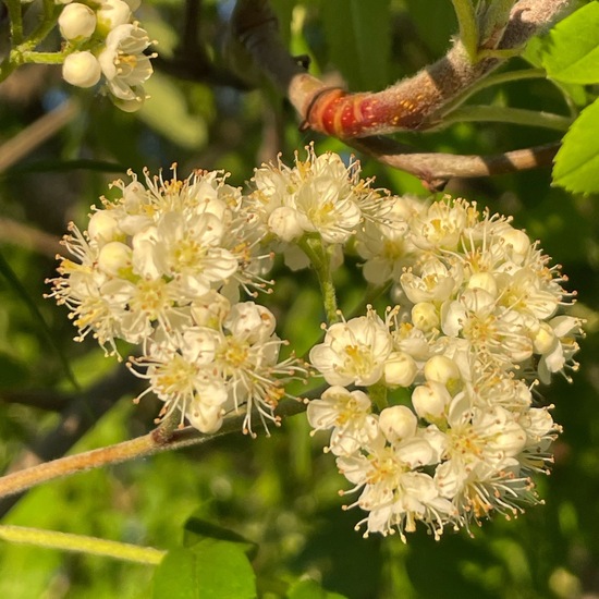 Sorbus aucuparia: Plant in habitat City or Urban habitat in the NatureSpots App