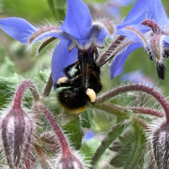 Early bumblebee: Animal in habitat Garden in the NatureSpots App