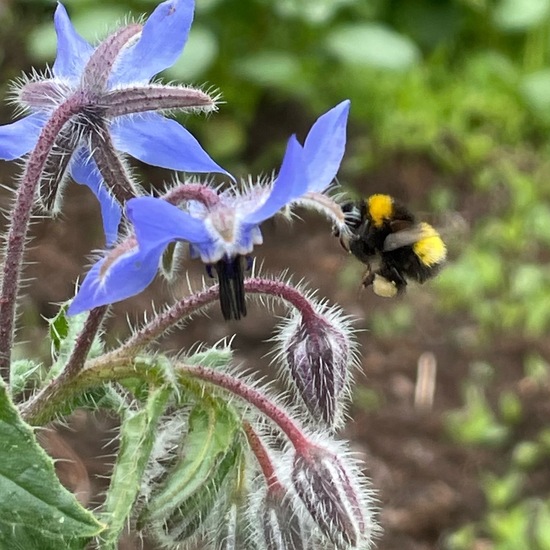 Early bumblebee: Animal in habitat Garden in the NatureSpots App