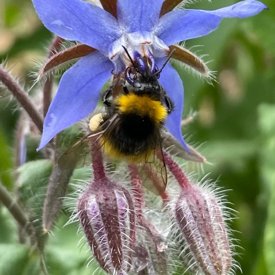 Early bumblebee: Animal in habitat Garden in the NatureSpots App