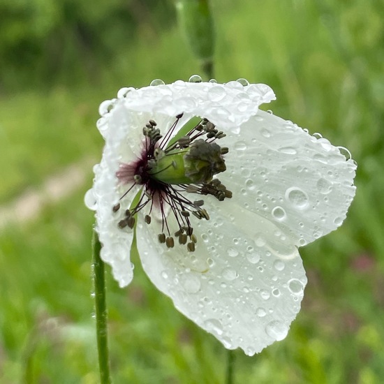 Papaver hybridum: Plant in habitat Buffer strip in the NatureSpots App