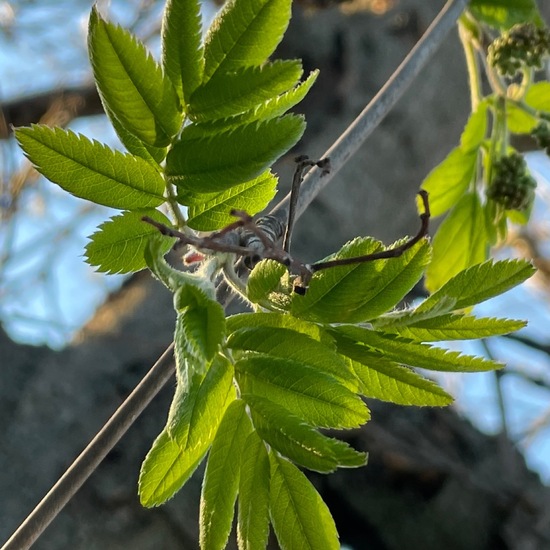 Sorbus aucuparia: Plant in habitat City or Urban habitat in the NatureSpots App