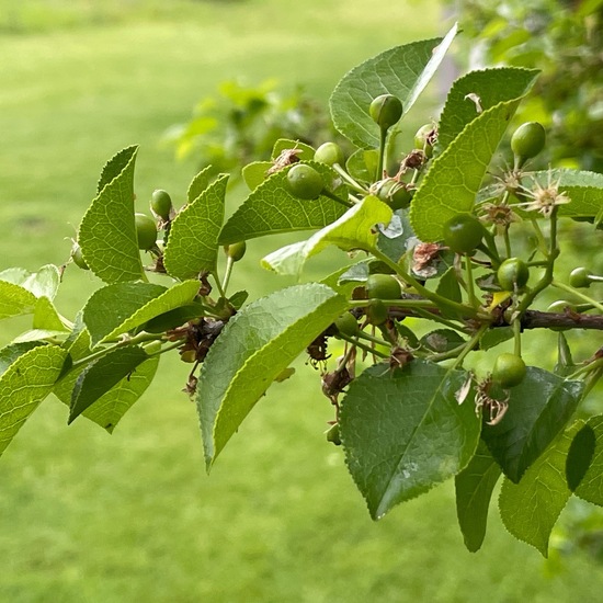 Prunus mahaleb: Plant in habitat Garden in the NatureSpots App