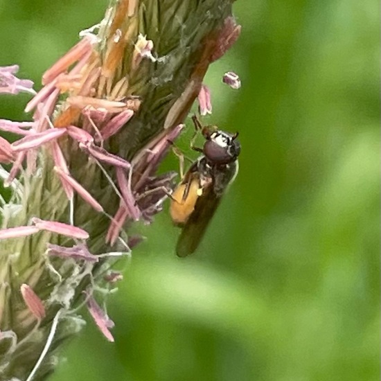 Melanostoma mellinum: Animal in habitat Buffer strip in the NatureSpots App