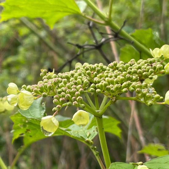 Viburnum opulus: Plant in habitat Shrubland in the NatureSpots App