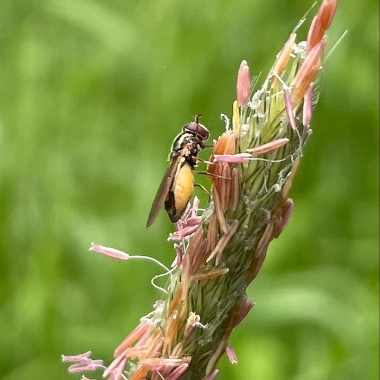 Melanostoma mellinum: Animal in habitat Buffer strip in the NatureSpots App