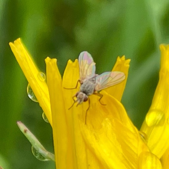 Tachinidae: Animal in habitat Buffer strip in the NatureSpots App