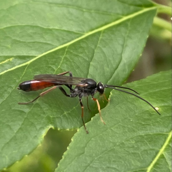 Campopleginae: Animal in habitat Buffer strip in the NatureSpots App