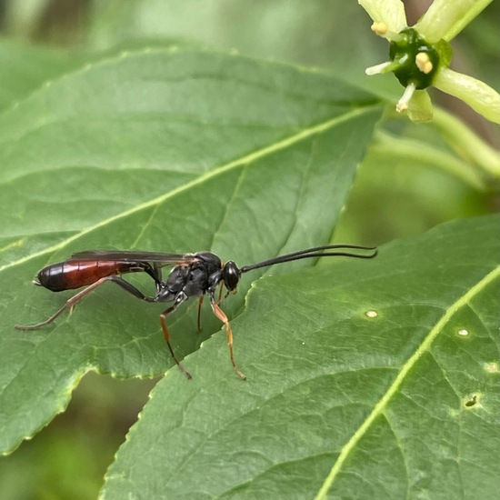 Campopleginae: Animal in habitat Buffer strip in the NatureSpots App