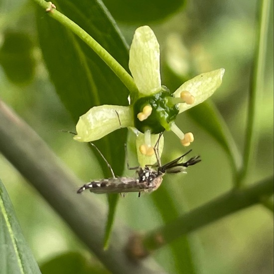 Aedes rusticus: Animal in habitat Buffer strip in the NatureSpots App