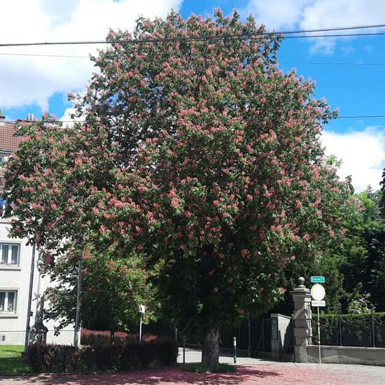 Aesculus ×carnea: Plant in nature in the NatureSpots App