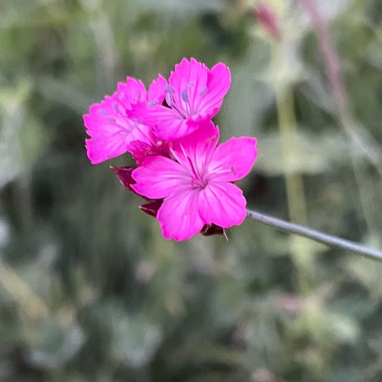 another species: Plant in habitat Shrubland in the NatureSpots App