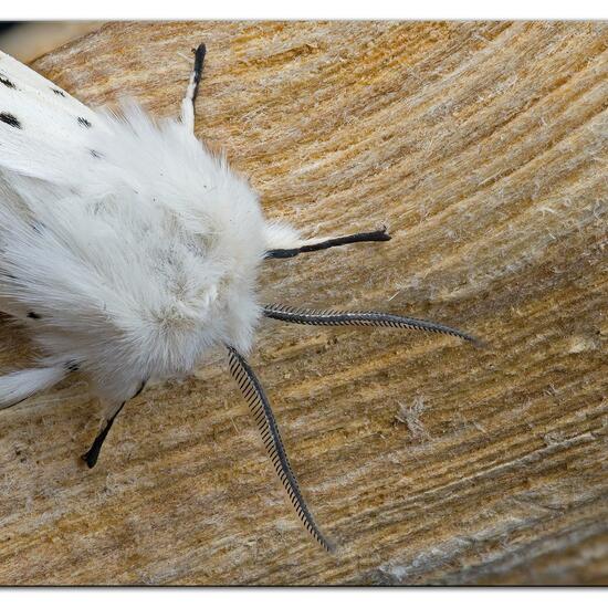 Spilosoma lubricipeda: Animal in habitat Garden in the NatureSpots App