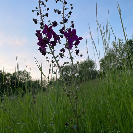 Purple mullein: Plant in habitat Shrubland in the NatureSpots App