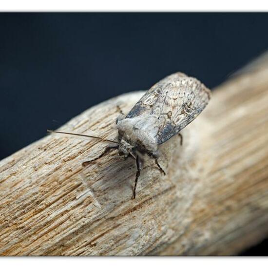 Agrotis puta: Animal in habitat Garden in the NatureSpots App